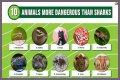 15 Animals Surprisingly More Deadly Than Sharks
