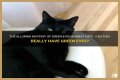 Can a Bombay cat have green eyes? – Janet-Panic.com