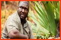 Nonso Anozie - Zoo Cast Member