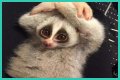 These 9 Adorable Animals Should Actually Terrify You