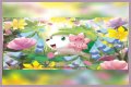 want shiny shaymin | Bulbagarden